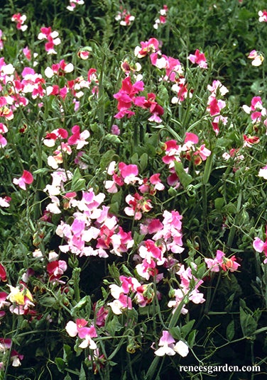 Sweet Pea Window Box Container Cupid Scented