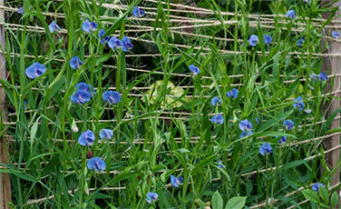 Sweet Pea Electric Blue Container