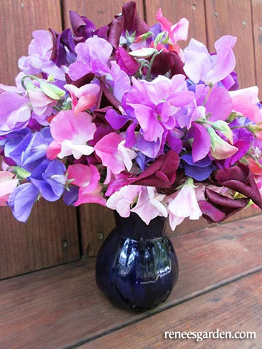 Sweet Pea Perfume Delight