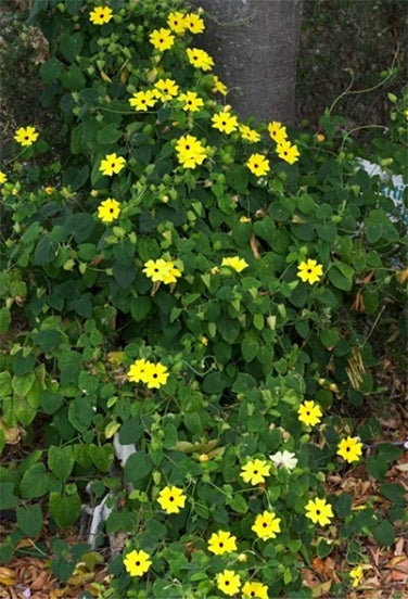 Thunbergia Black-Eyed Susan Vine