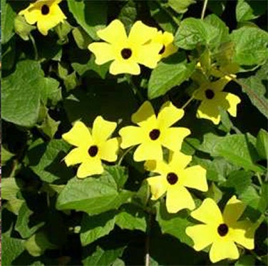 Thunbergia Black-Eyed Susan Vine