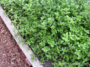 Thyme Creeping