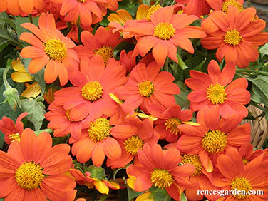 Tithonia Torch Mexican Sunflower