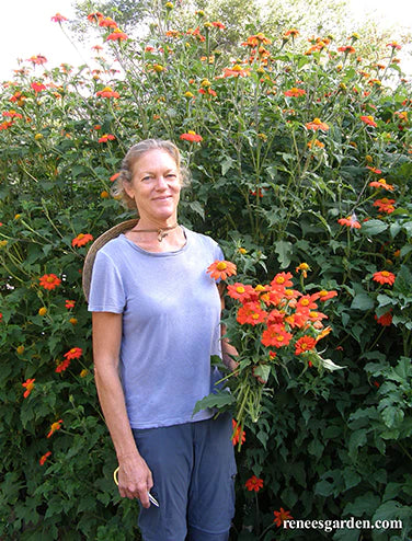 Tithonia Torch Mexican Sunflower