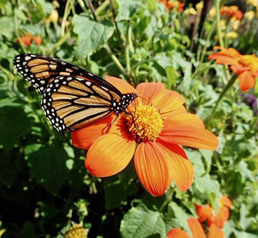 Tithonia Torch Mexican Sunflower