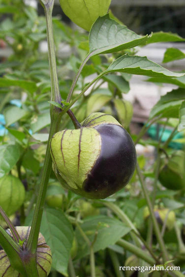 Tomatillo Fiesta Duo