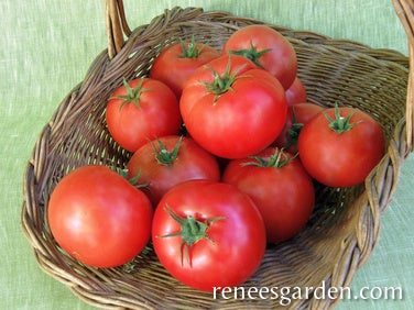 Tomato Big Beef Beefsteak