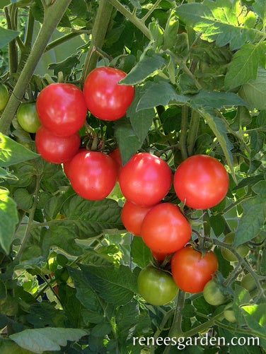 Tomato Cherry Chadwick's Cherries