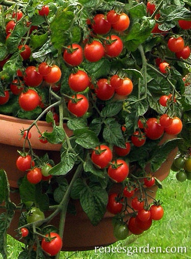 Tomato Container Cherry Litt'l Bites