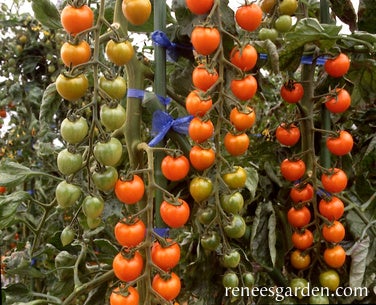 Tomato Cherry Sungold