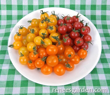 Tomato Cherry Tricolour Garden Candy