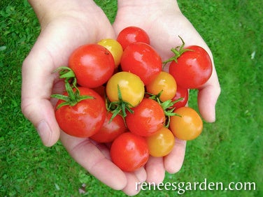 Tomato Cherry Tricolour Garden Candy