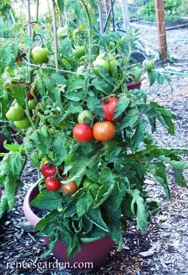 Tomato Super Bush Container