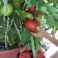 Tomato Super Bush Container