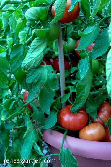 Tomato Super Bush Container