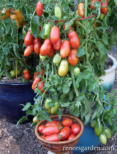 Tomato Container Roma Inca Jewels