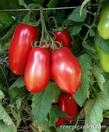 Tomato Container Roma Inca Jewels