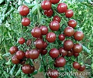 Tomato Cherry Black Cherry Organic