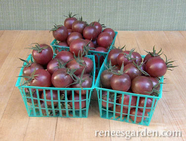 Tomato Cherry Black Cherry Organic