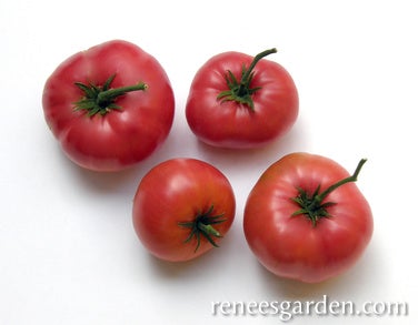 Tomato Red Brandywine Organic – Garden Girl Regina