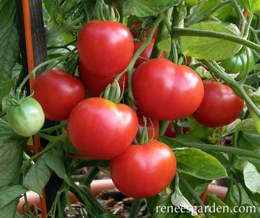 Tomato Container Early Stupice Organic