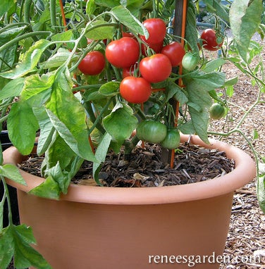 Tomato Container Early Stupice Organic