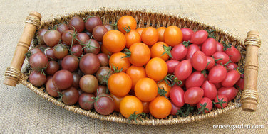 Tomato Cherry Triple Treats Organic