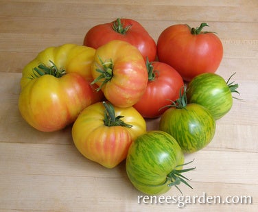 Tomato Tricolour Rainbow's End