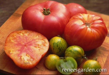 Tomato Tricolour Rainbow's End