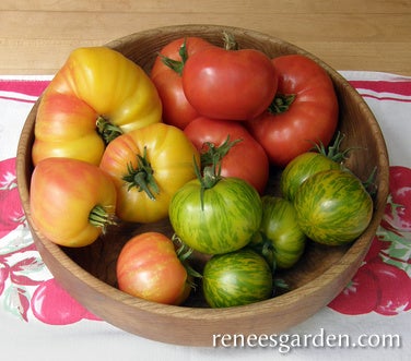 Tomato Tricolour Rainbow's End