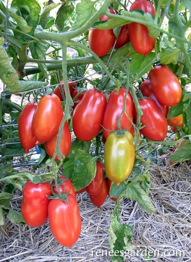 Tomato Sauce Italian San Marzano Organic