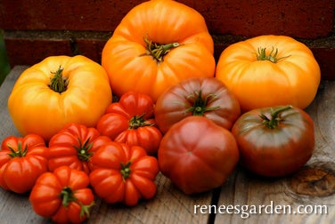 Tomato Tricolour Summer Feast