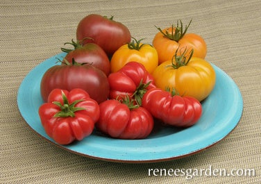 Tomato Tricolour Summer Feast