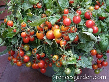 Tomato Container Cherry Litt'l Bites