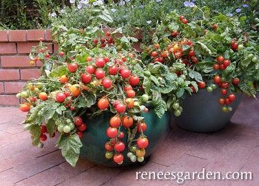 Tomato Container Cherry Litt'l Bites