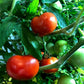 Tomato Masterblend 3 Part Kit Hydroponic Nutrient