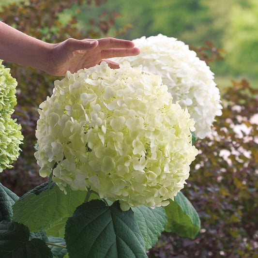 Hydrangea Incrediball 2G