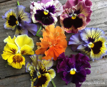 Pansy Victorian Posy