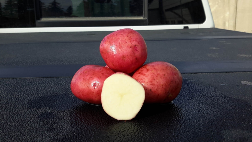 Seed Potato Red Pontiac