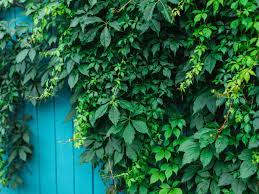 Virginia Creeper 1G