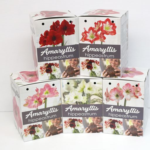 Amaryllis Kits DIY