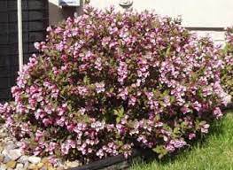 Shrub Weigela - Minuet