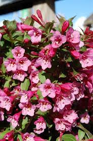 Shrub Weigela - Minuet