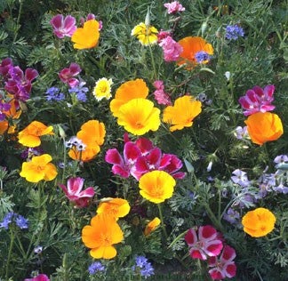 Colourful & Carefree Annual Wildflowers Scatter Garden
