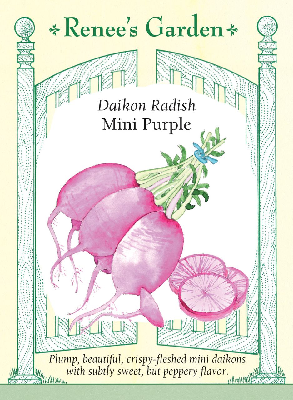 Radish Daikon Mini Purple