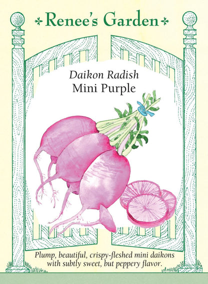 Radish Daikon Mini Purple