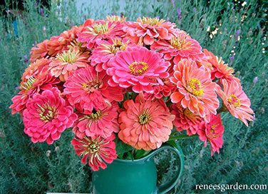 Zinnia Butterfly Apricot Blush