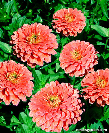 Zinnia Butterfly Apricot Blush