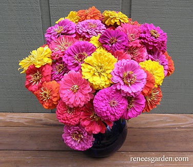 Zinnia Cabaret Double Cutting