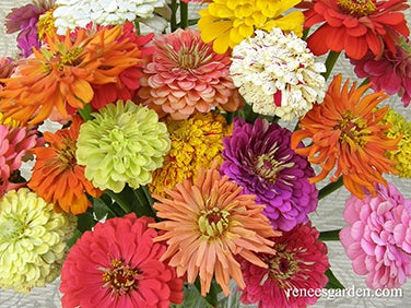 Zinnia Granny's Bouquet